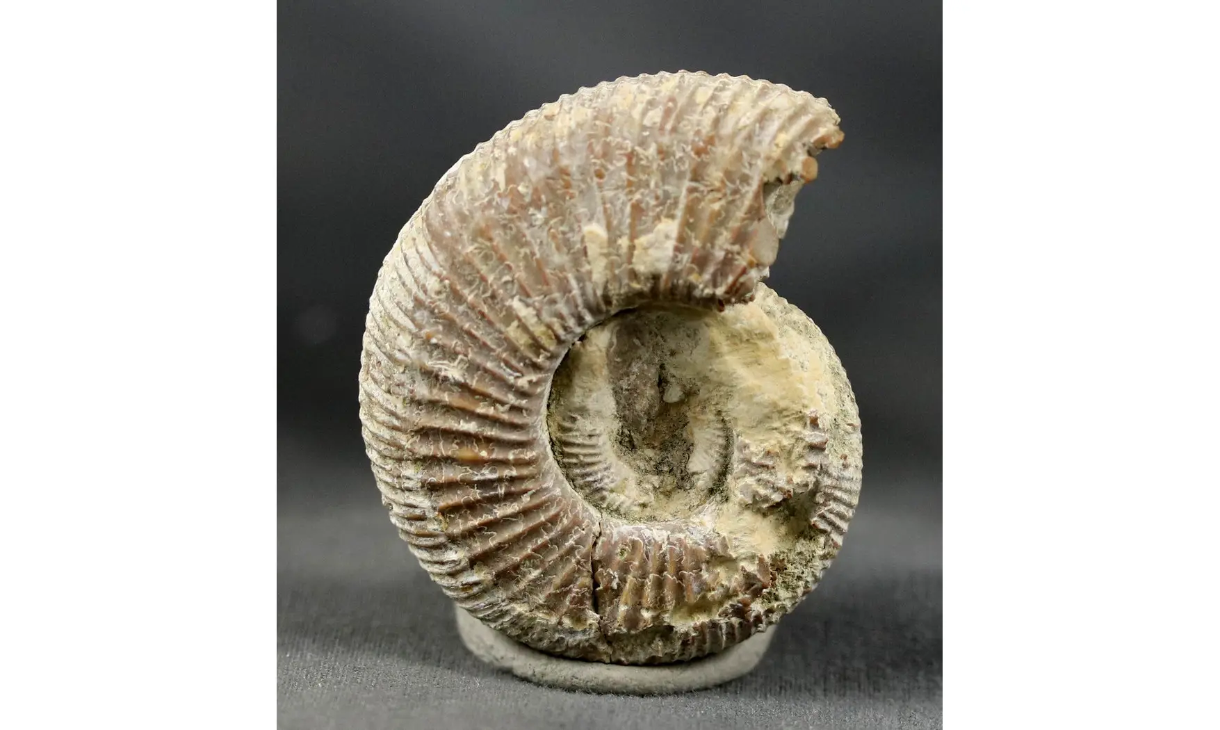 Dichotomoceras bifurcatus