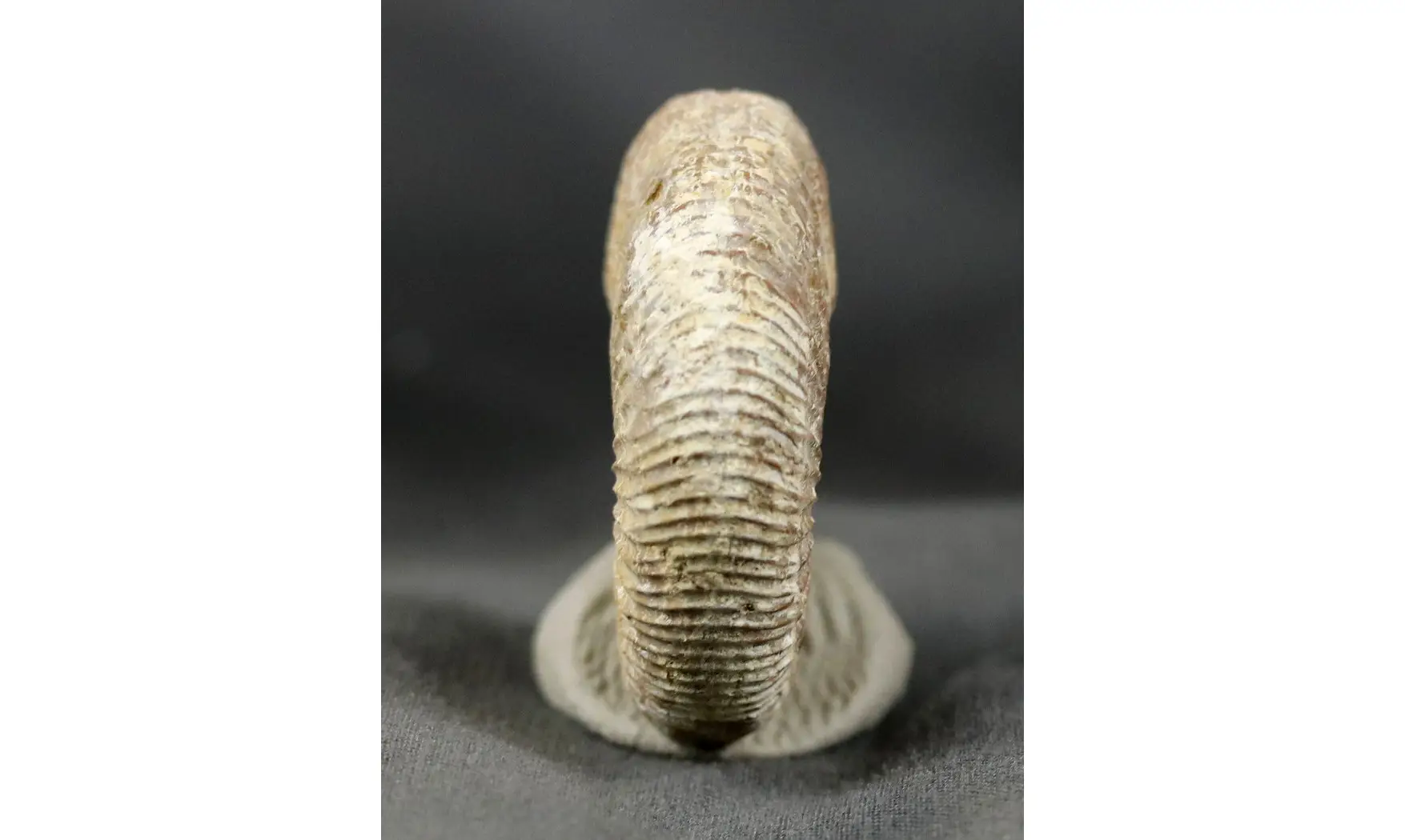 Dichotomoceras bifurcatus