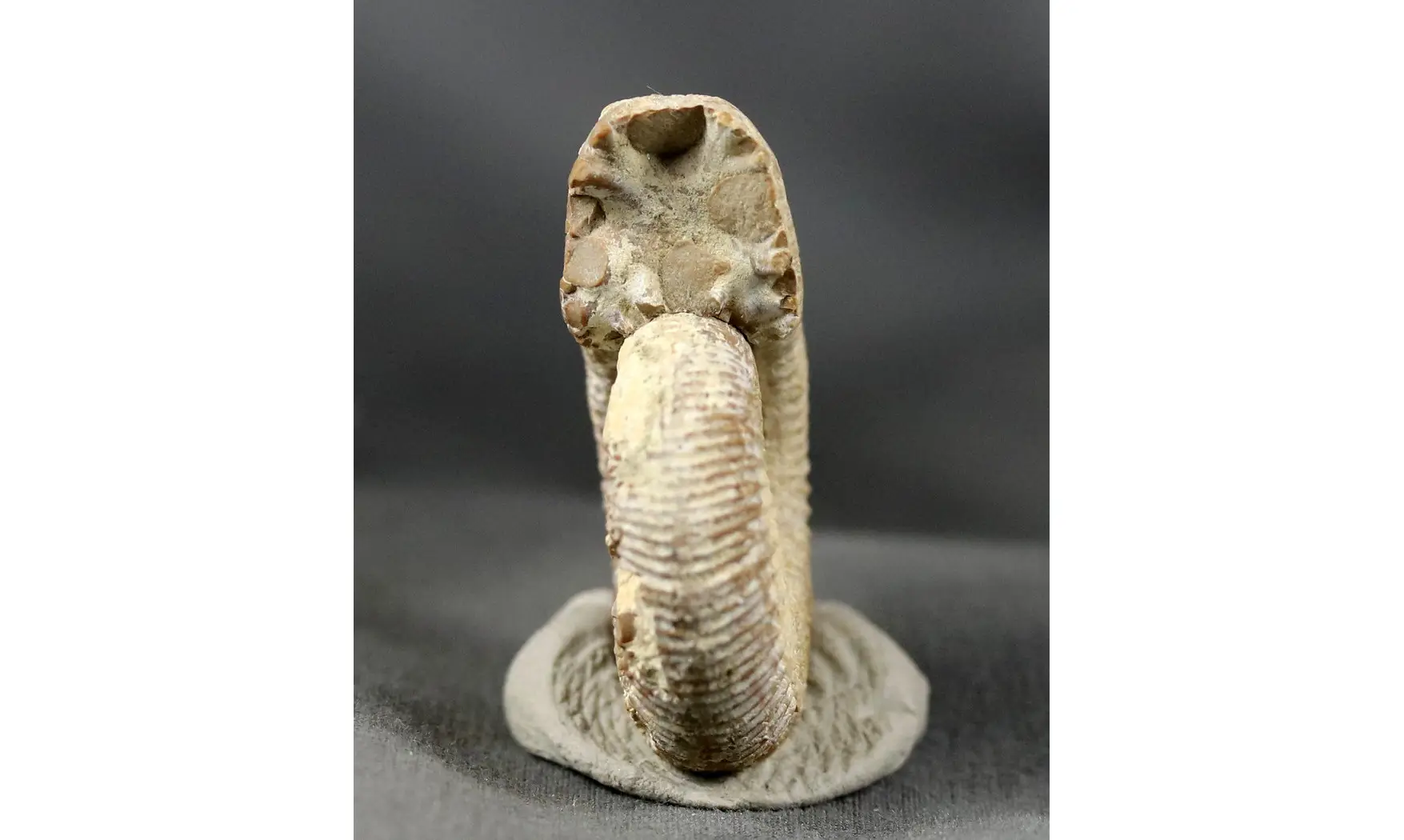 Dichotomoceras bifurcatus