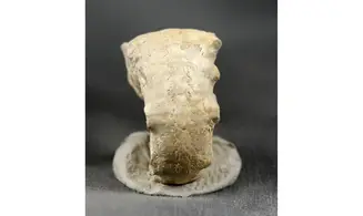 Euaspidoceras krumbecki