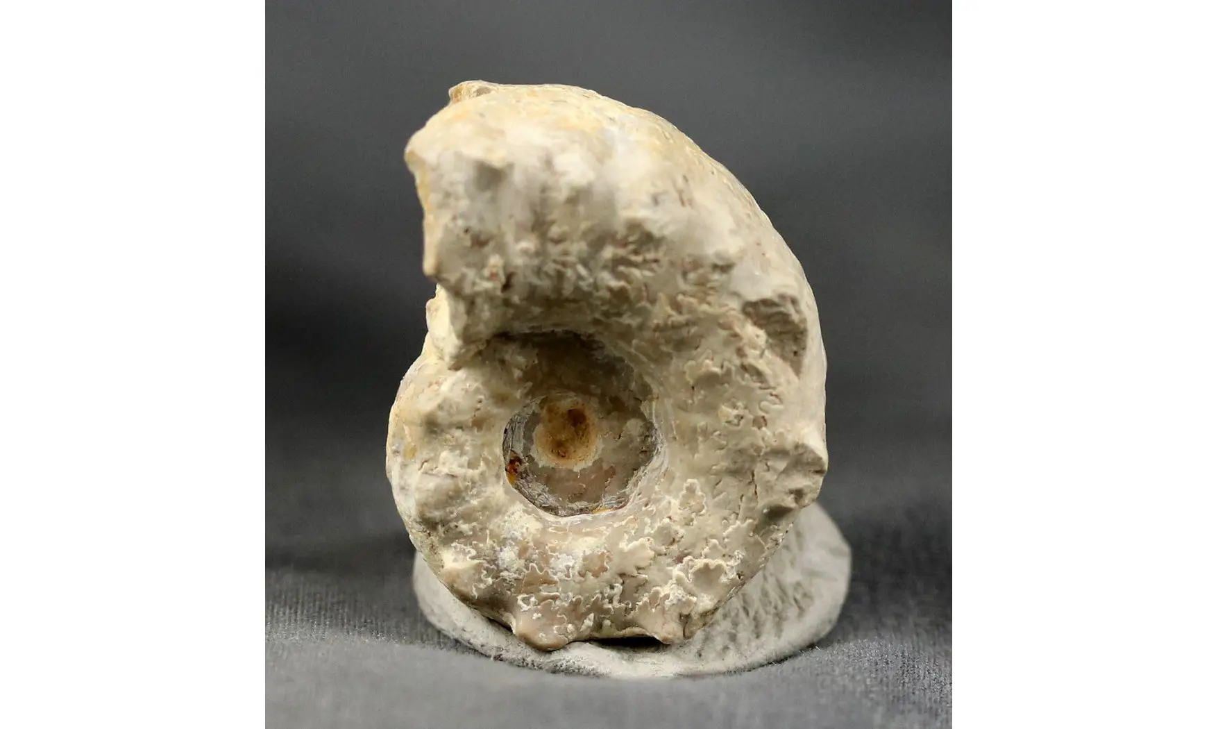 Euaspidoceras krumbecki