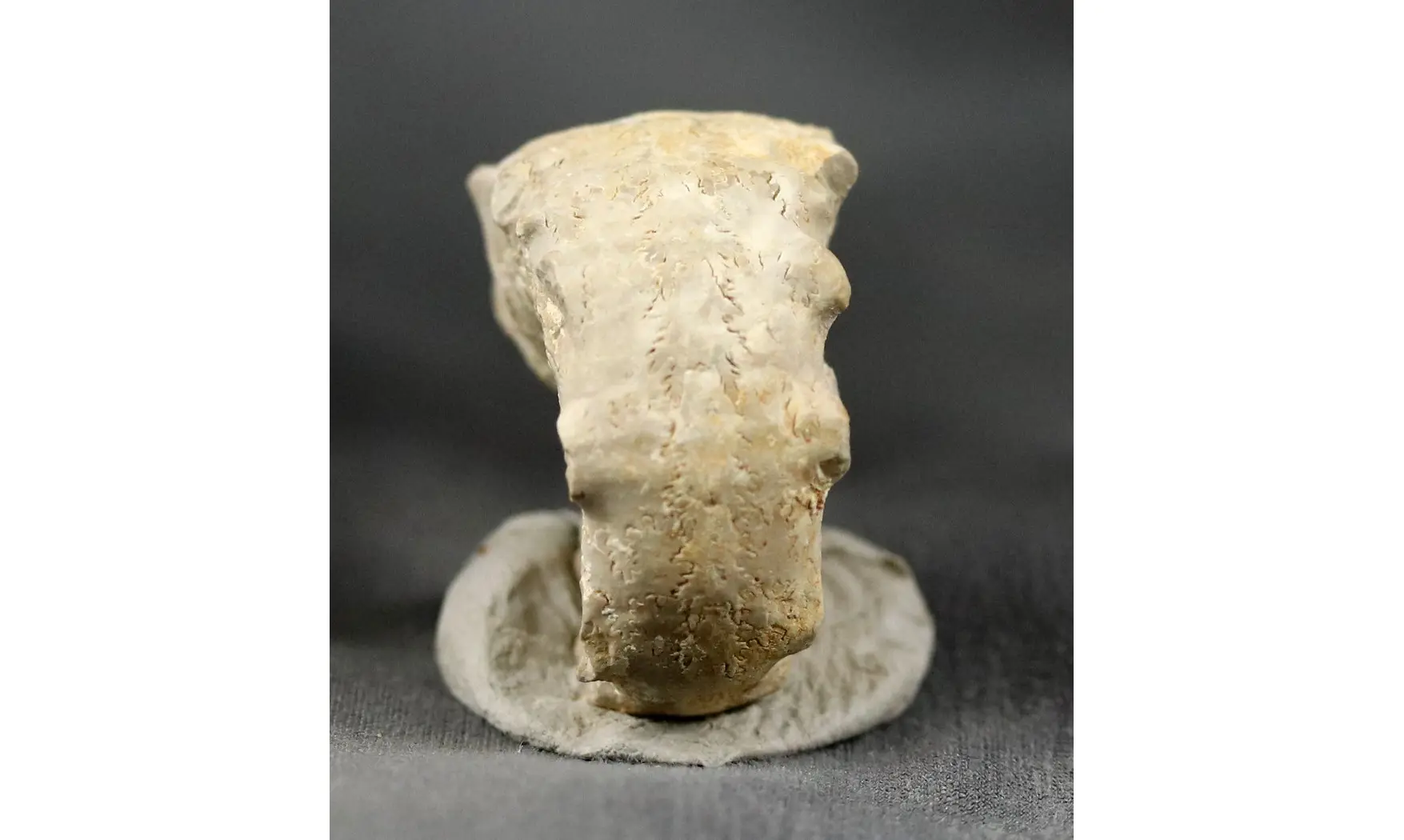Euaspidoceras krumbecki