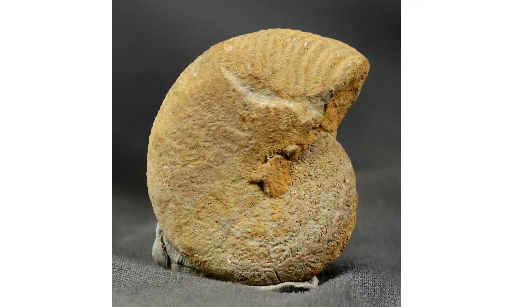 Proscaphites anar