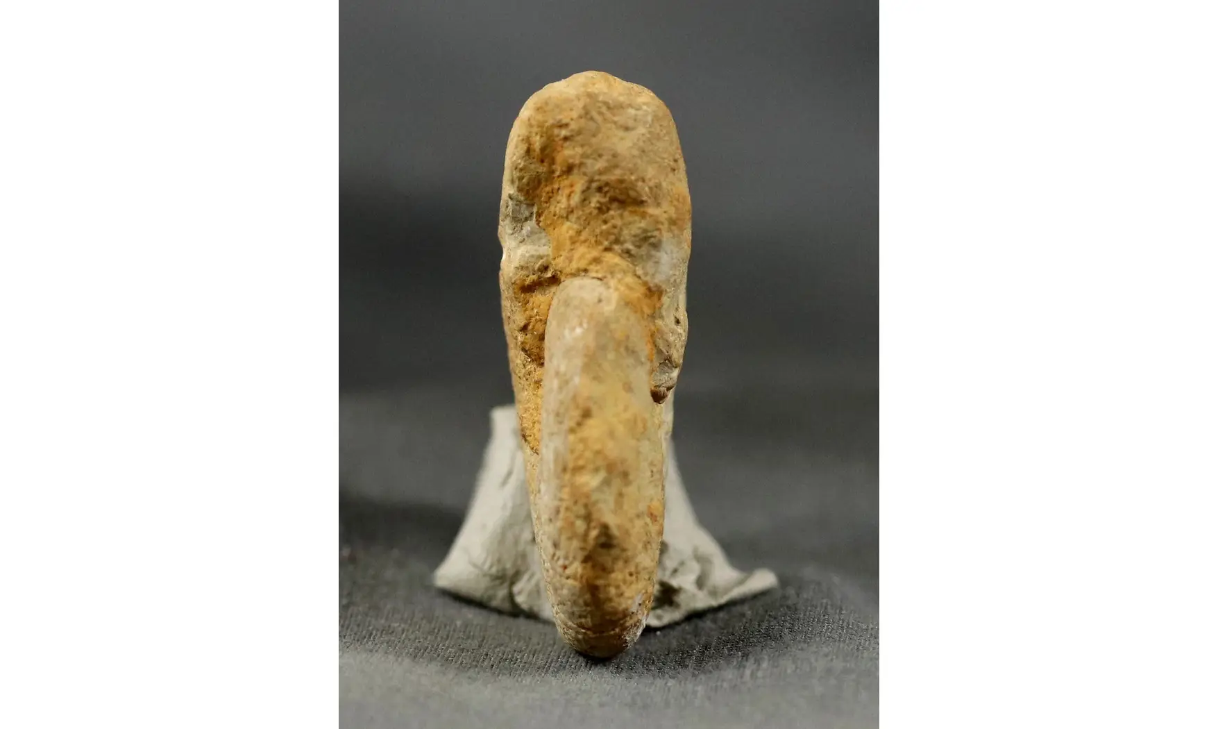 Proscaphites anar