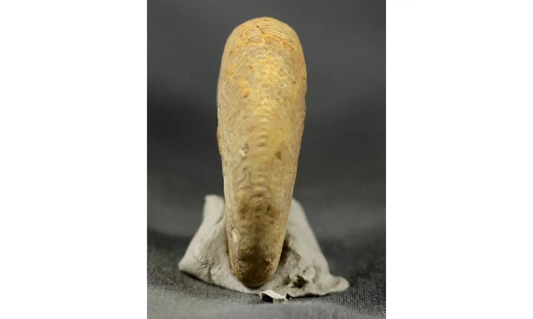 Proscaphites anar