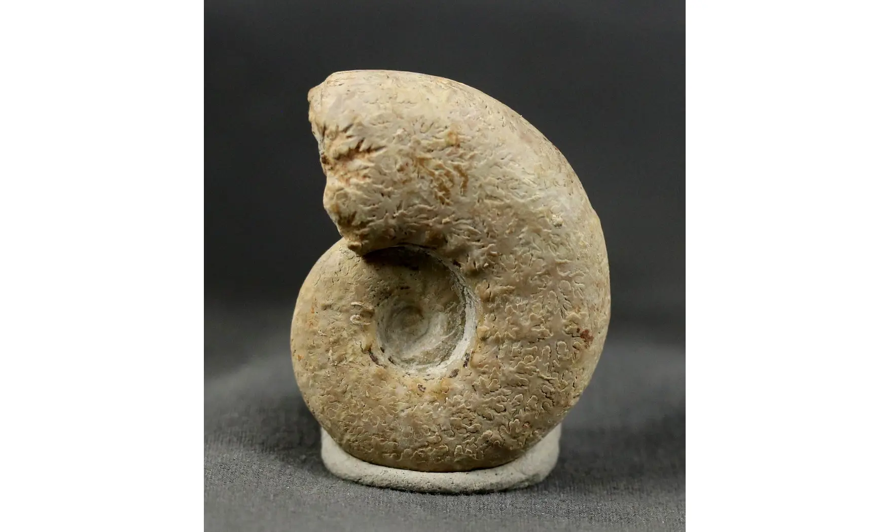 Clambites clambus