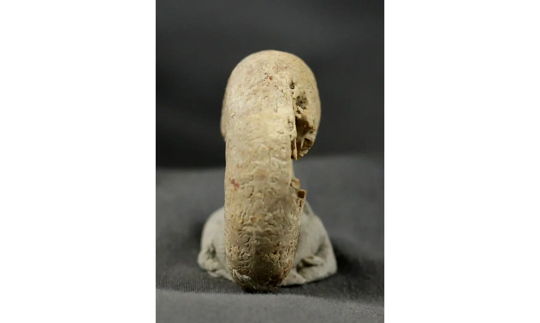 Clambites clambus