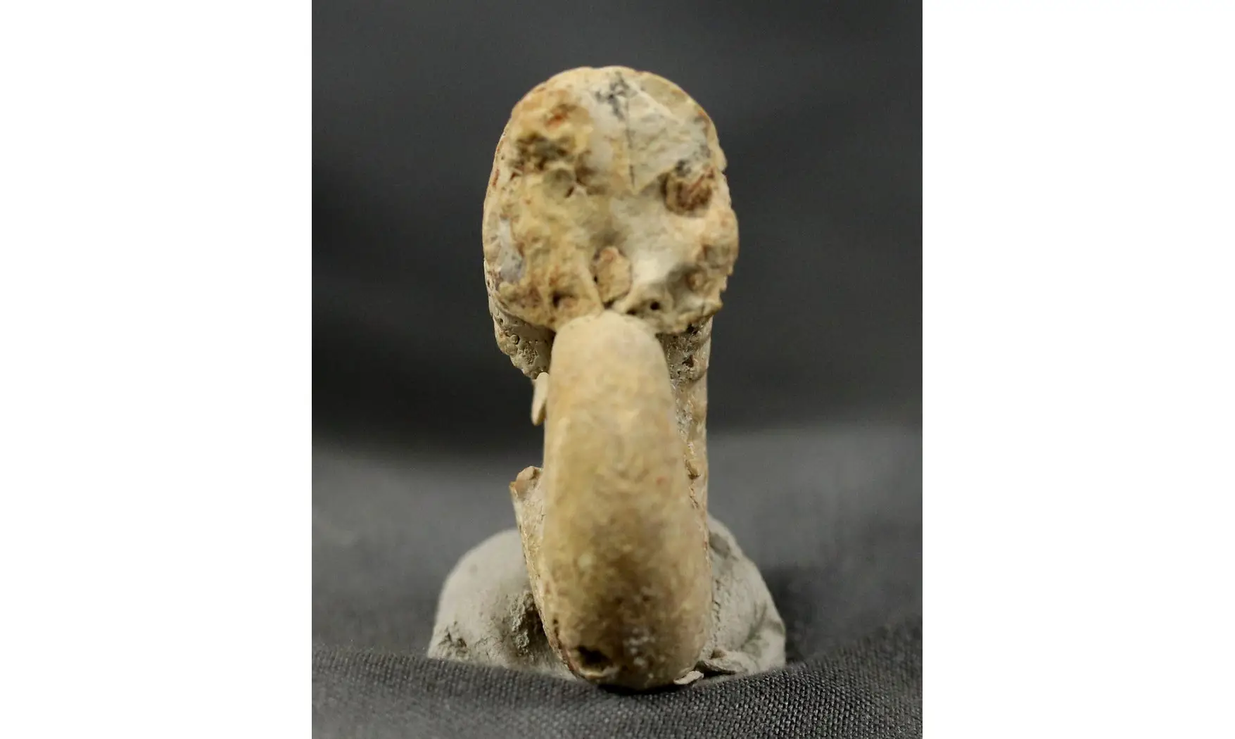 Clambites clambus