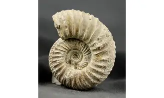 Dichotomoceras bifurcatus