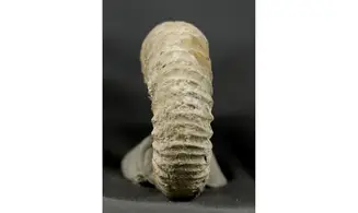 Dichotomoceras bifurcatus