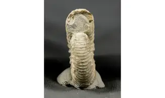 Dichotomoceras bifurcatus