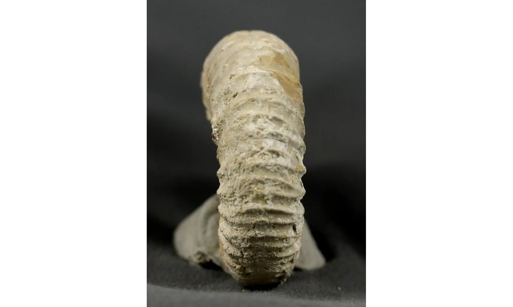 Dichotomoceras bifurcatus