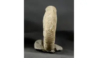 Orthosphinctes virgulatus