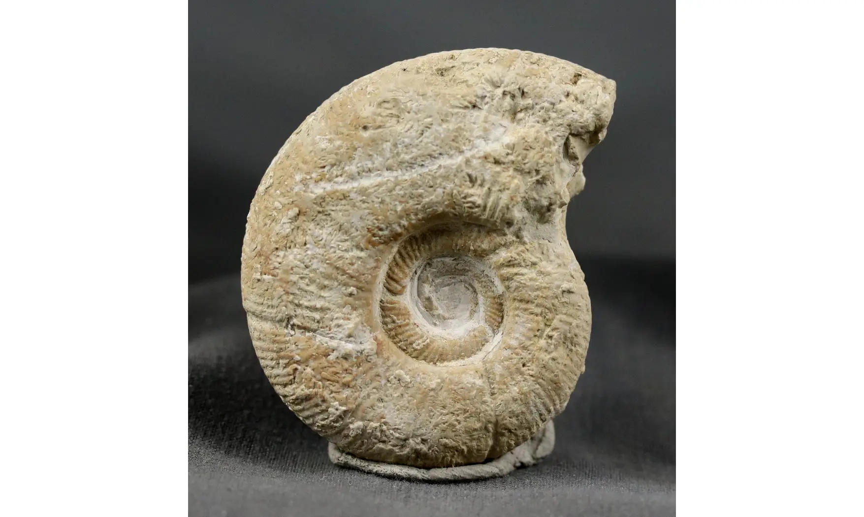Orthosphinctes virgulatus