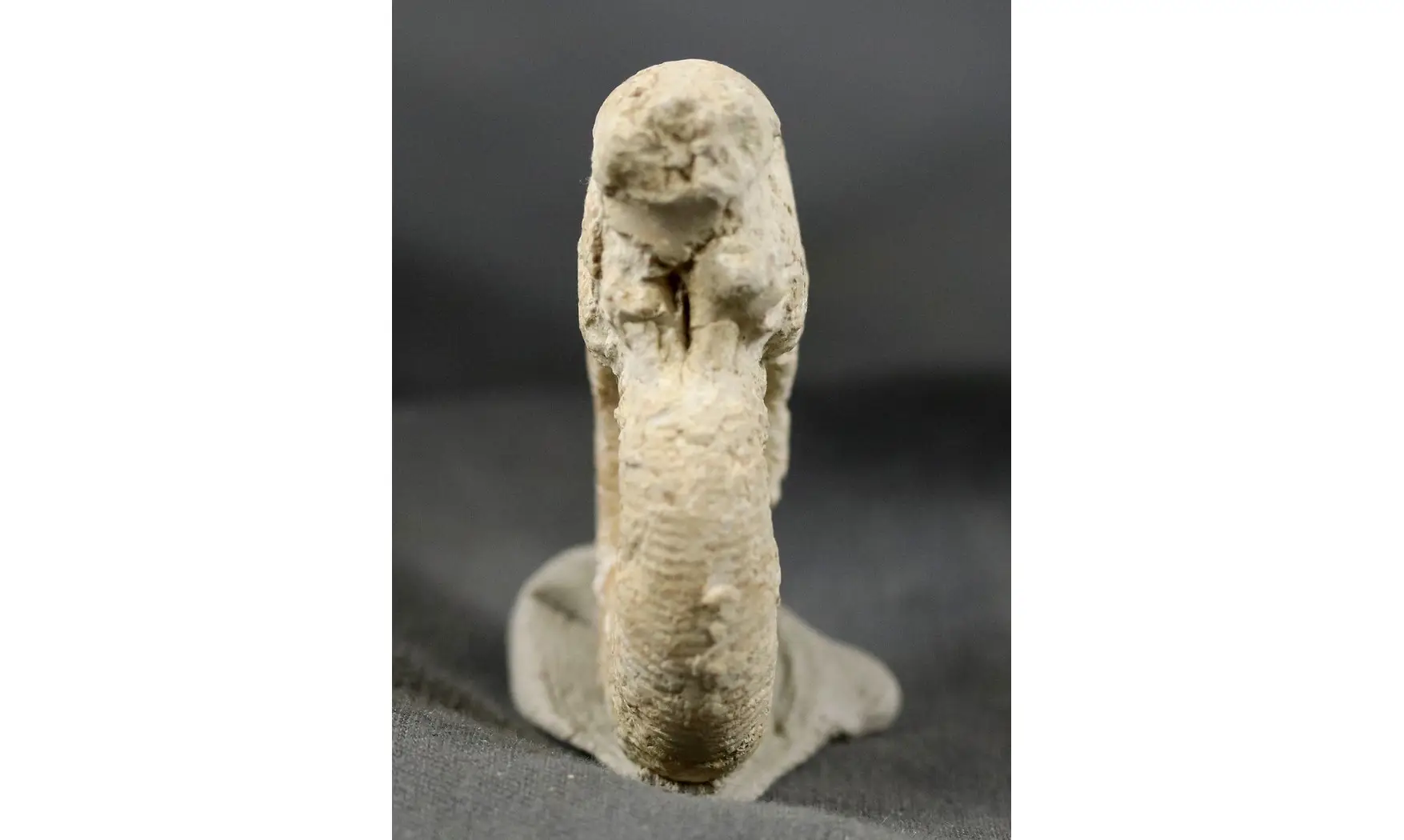 Orthosphinctes virgulatus
