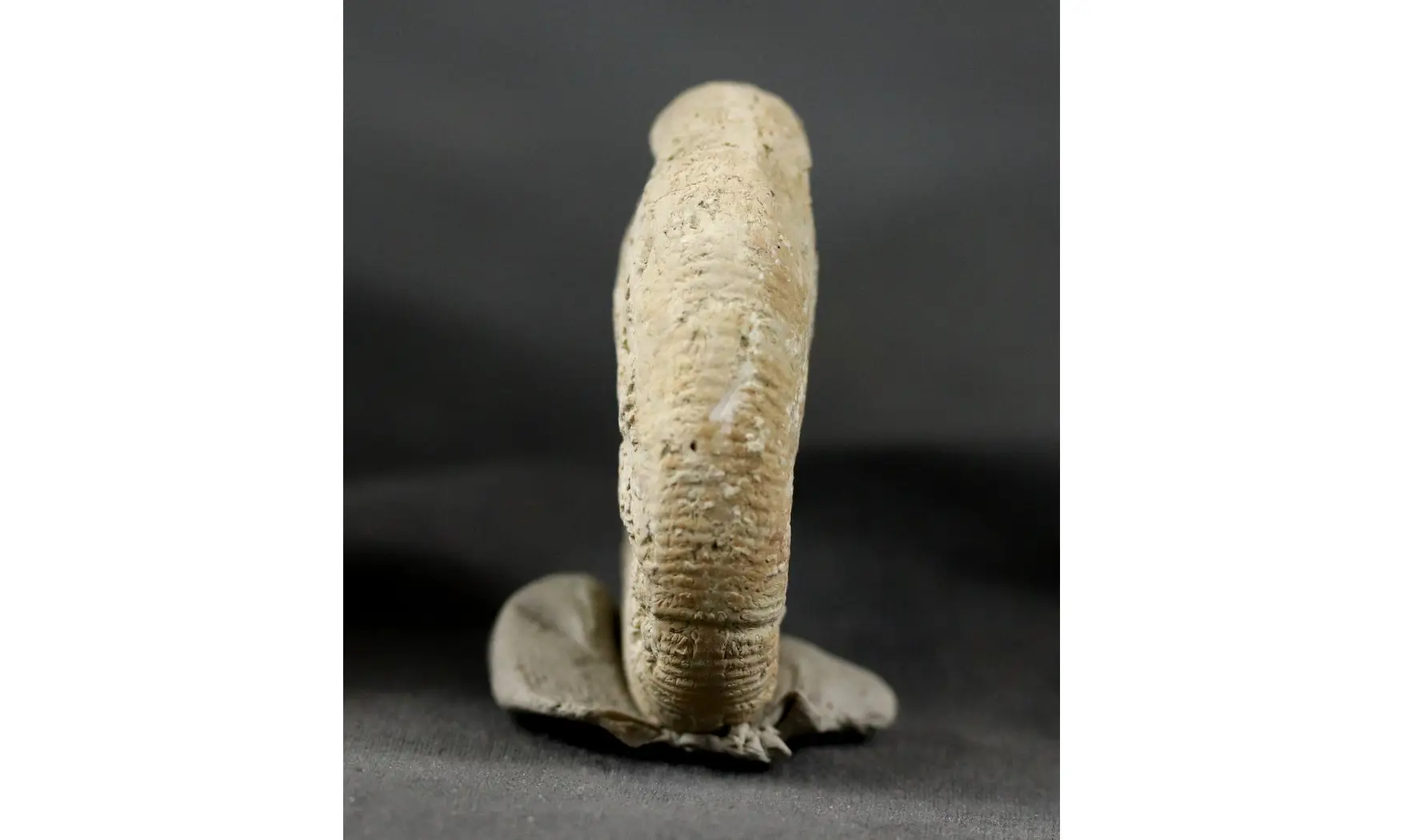 Orthosphinctes virgulatus