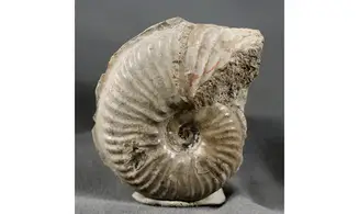 Haugia variabilis