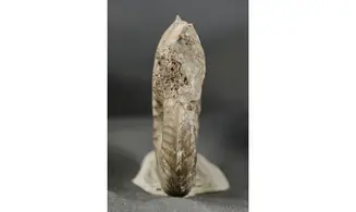 Haugia variabilis
