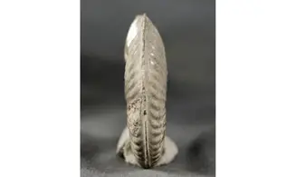 Haugia variabilis