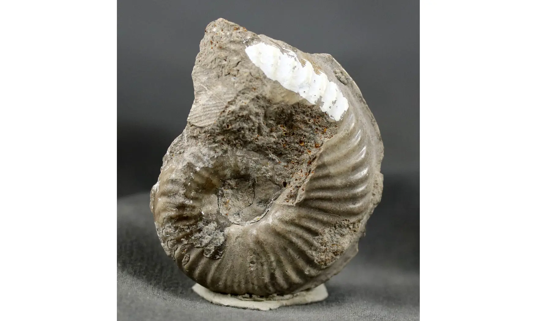 Haugia variabilis