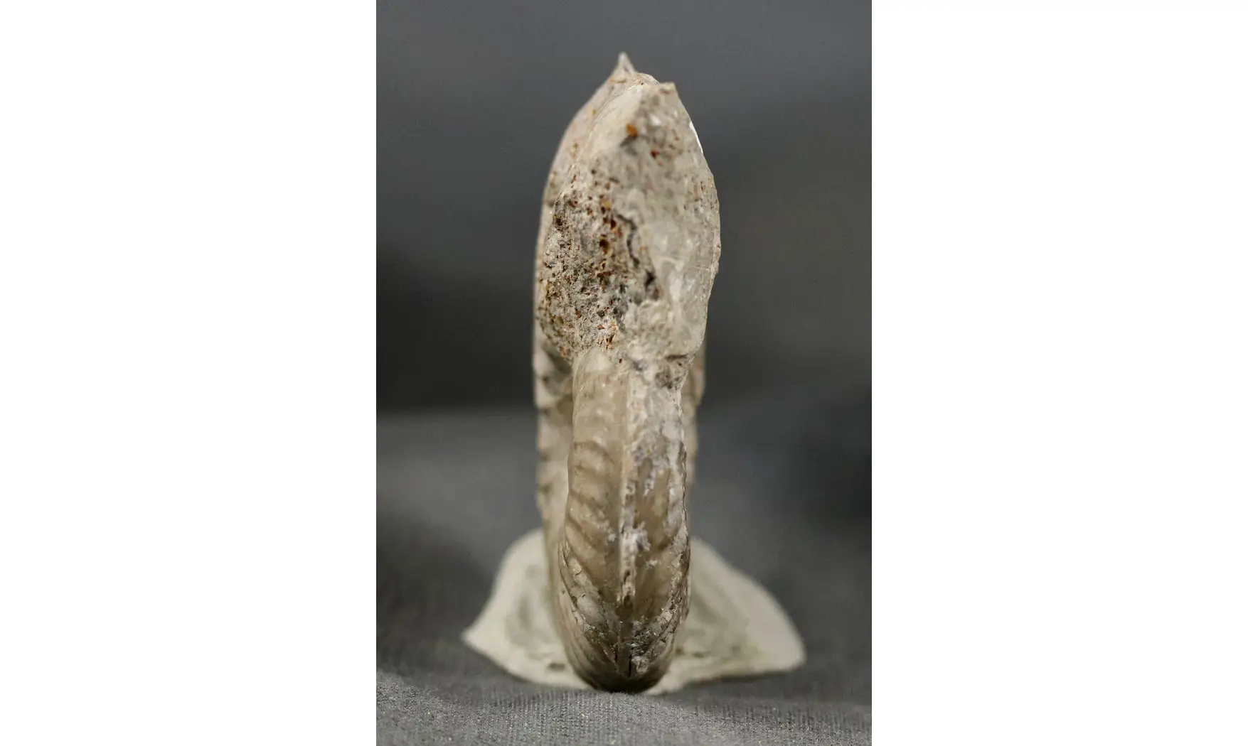 Haugia variabilis