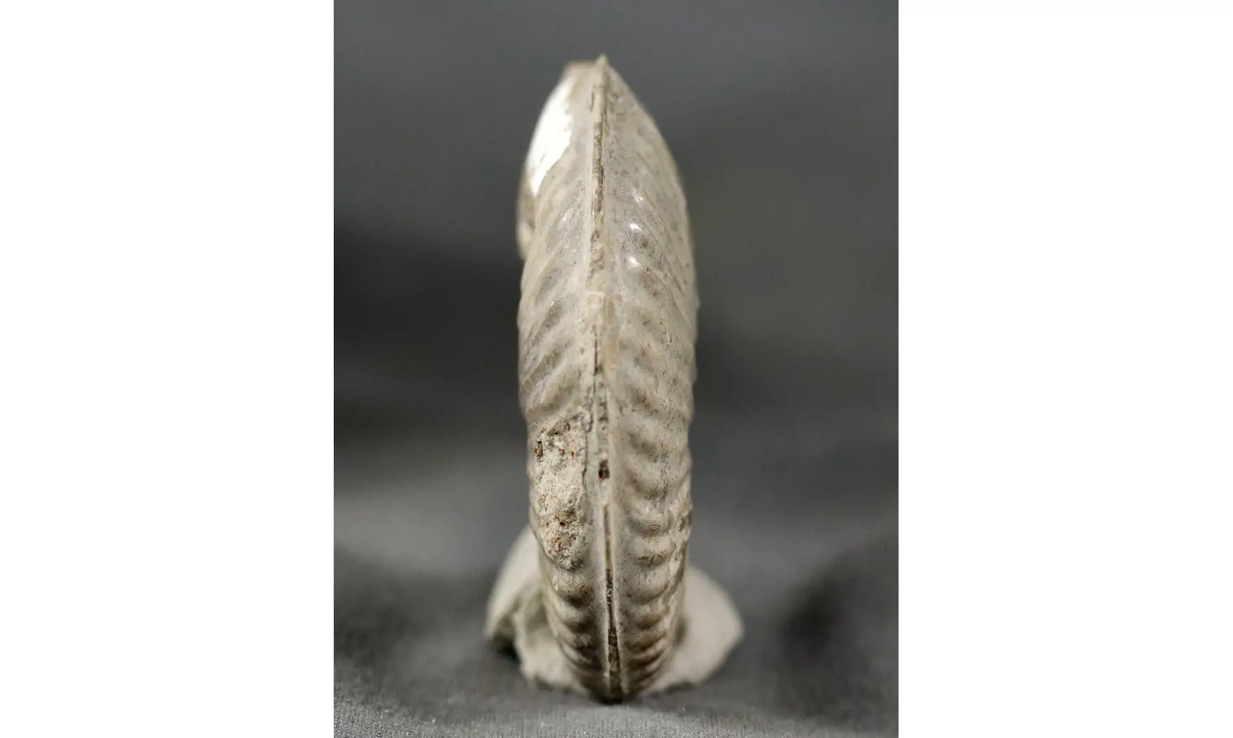 Haugia variabilis