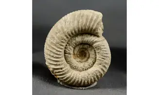 Otosphinctes nectobrigensis