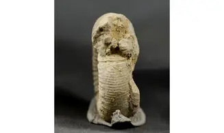 Otosphinctes nectobrigensis