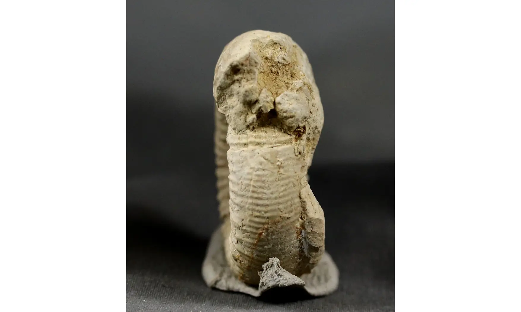 Otosphinctes nectobrigensis