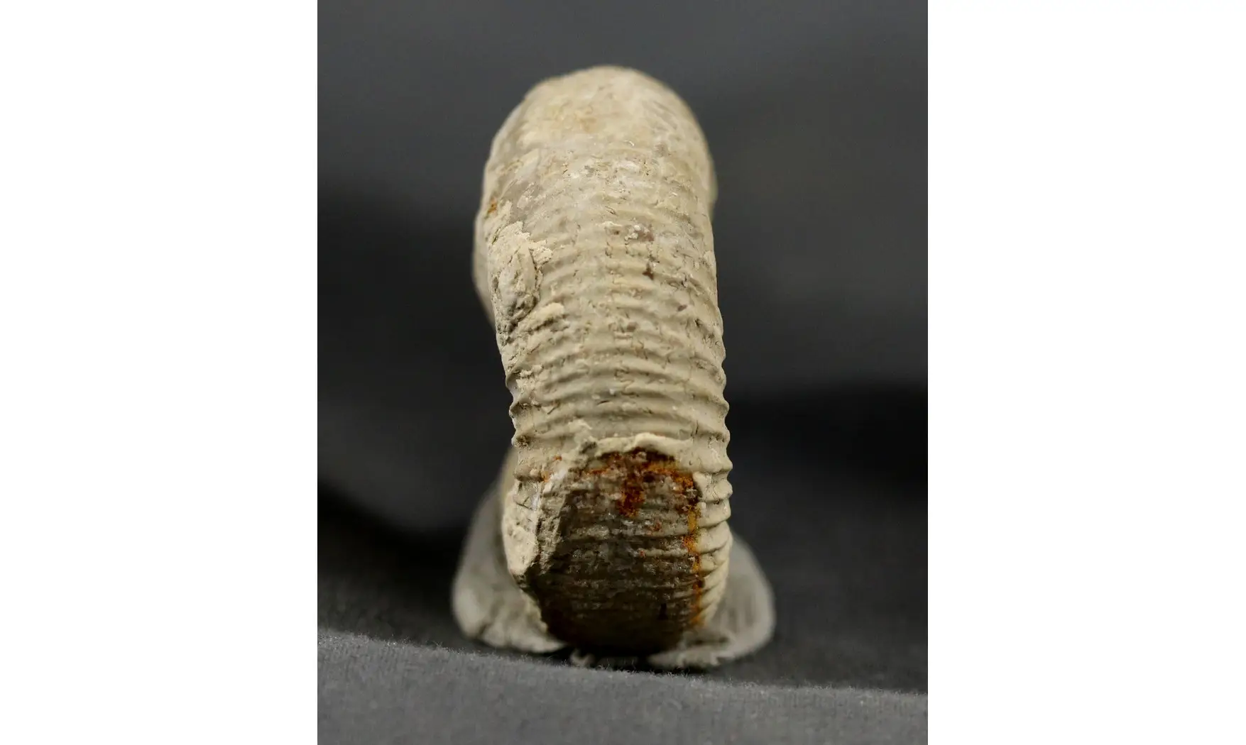 Otosphinctes nectobrigensis