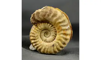 Hildaites sp