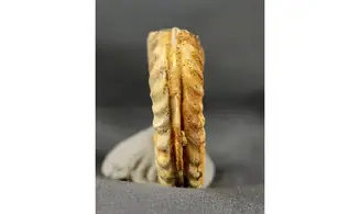 Hildaites sp
