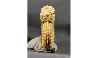 Hildaites sp