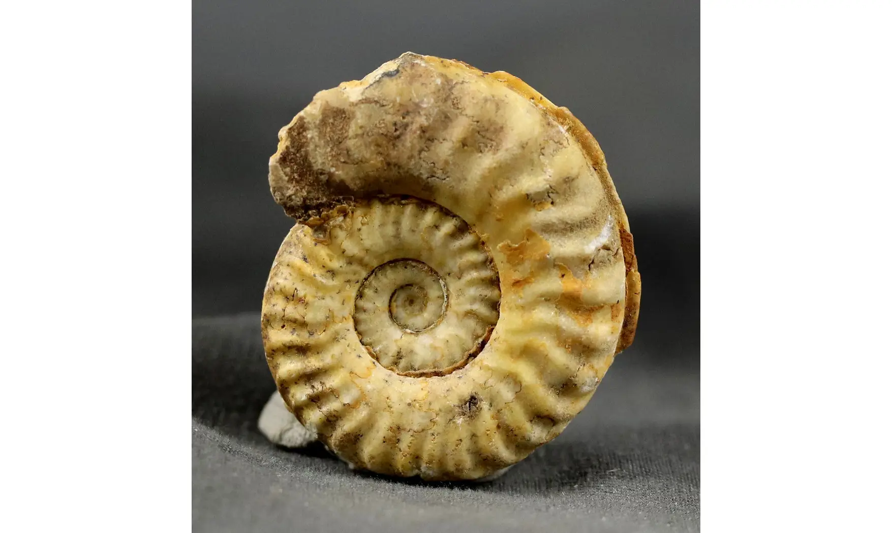 Hildaites sp