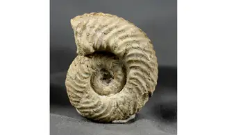 Gregoryceras riazi