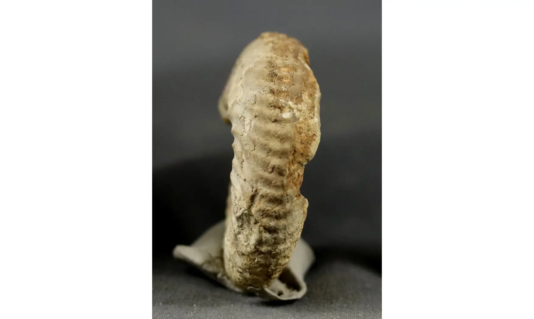 Gregoryceras riazi