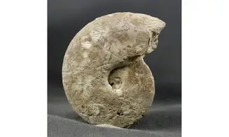 Trimarginites stenorhynchus