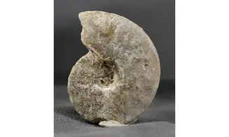 Trimarginites stenorhynchus