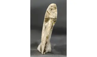 Trimarginites stenorhynchus