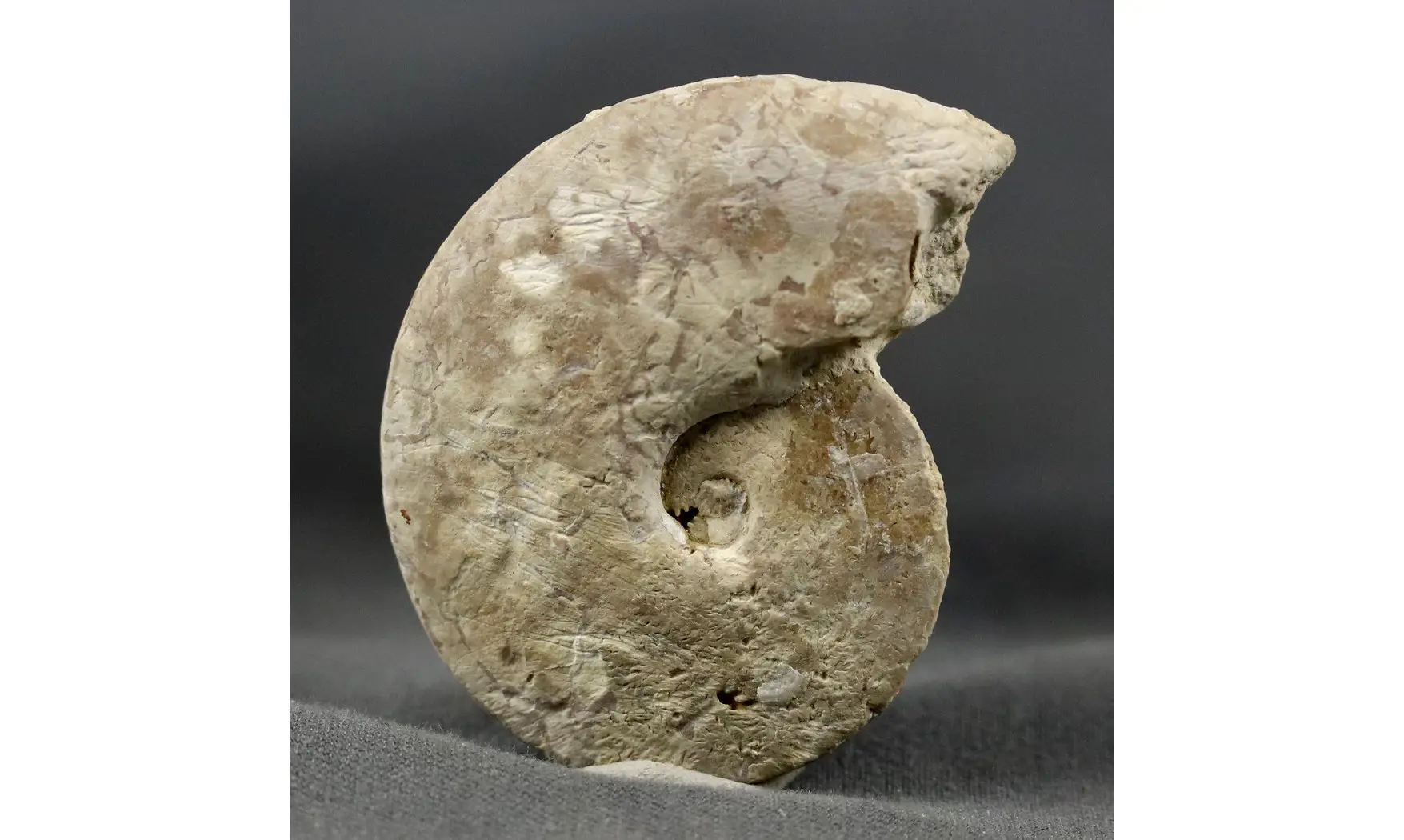 Trimarginites stenorhynchus