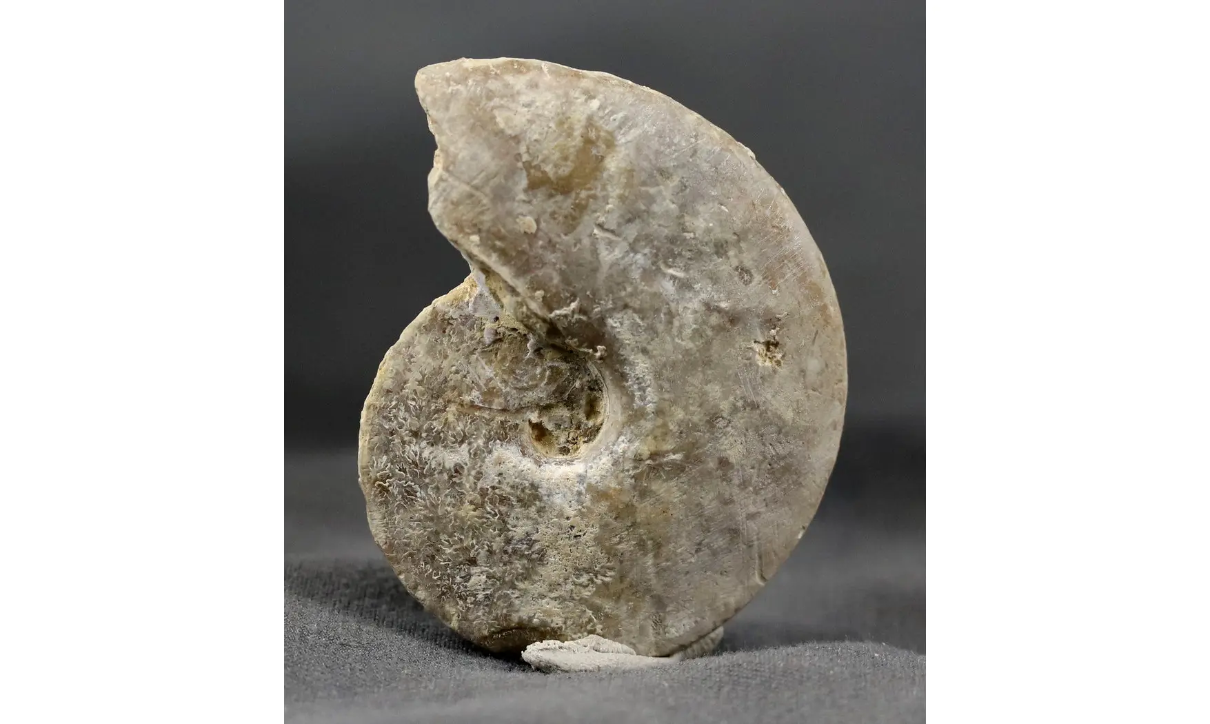 Trimarginites stenorhynchus