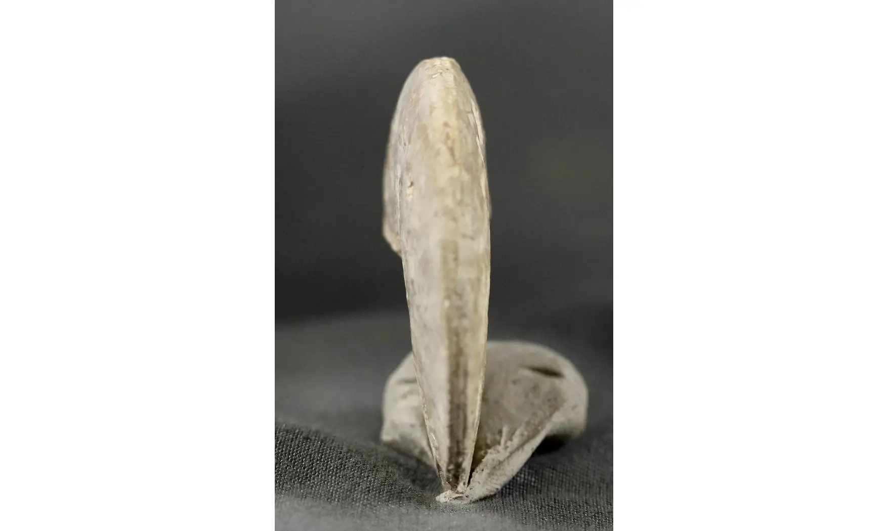 Trimarginites stenorhynchus