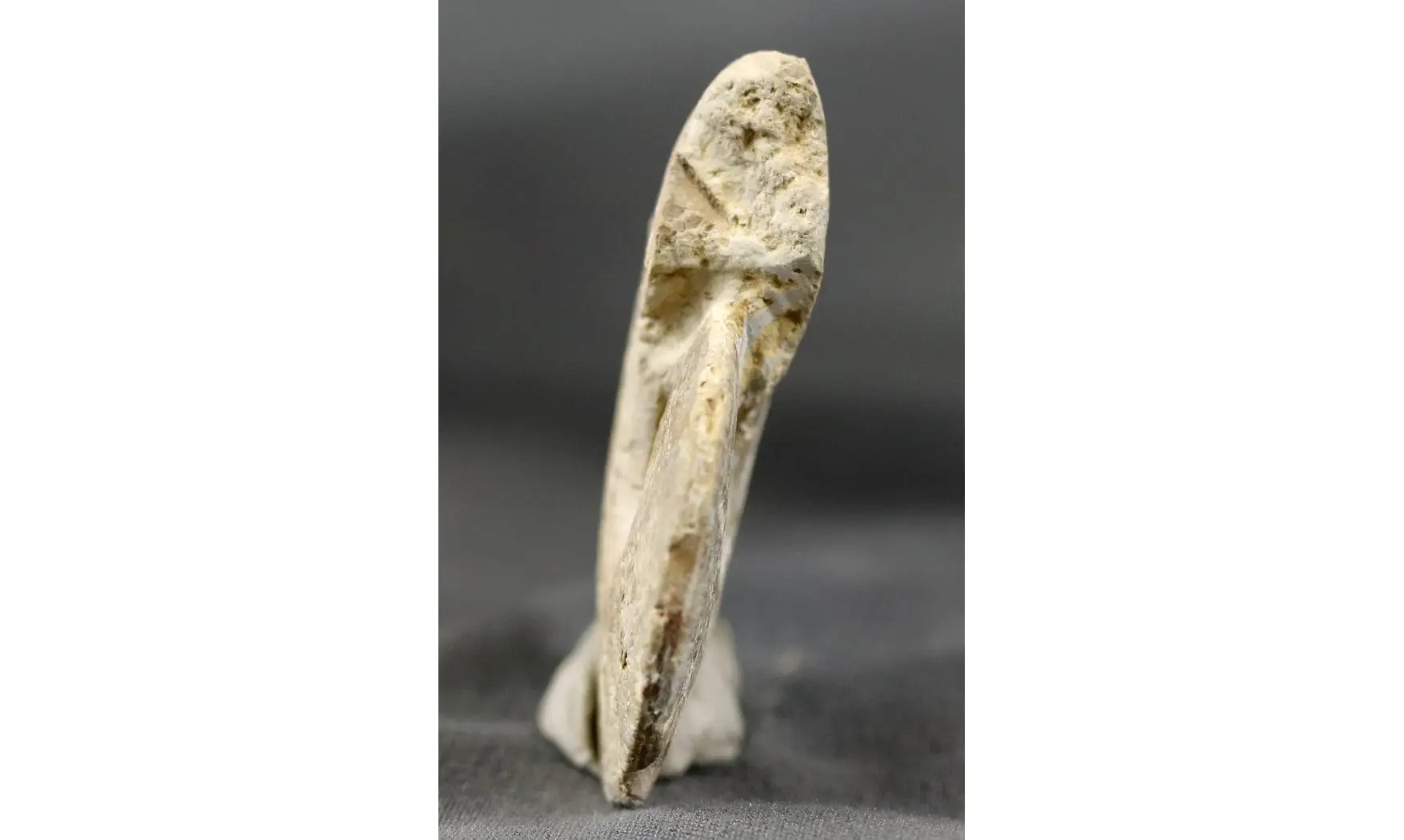 Trimarginites stenorhynchus