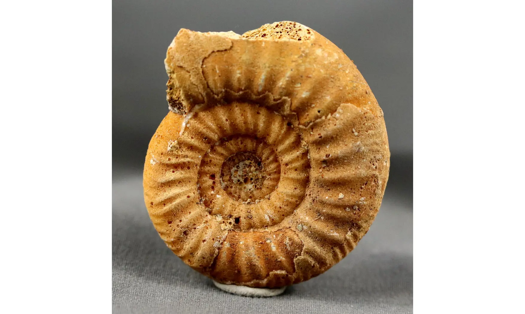 Grossouvria curvicosta