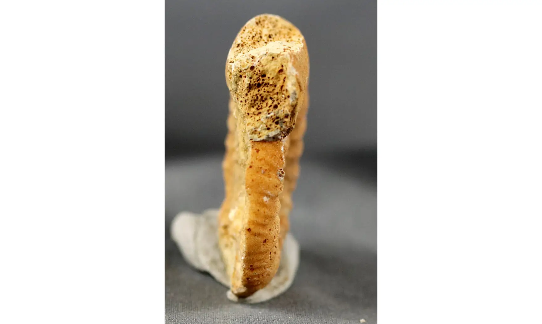 Grossouvria curvicosta