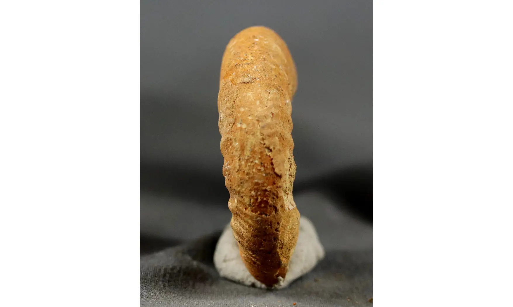 Grossouvria curvicosta