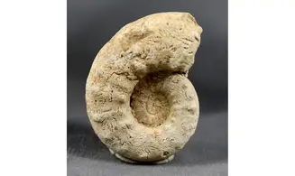 Euaspidoceras costatum