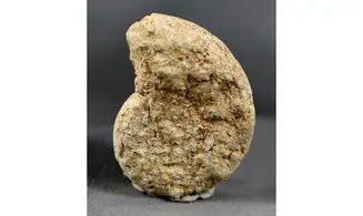 Euaspidoceras costatum