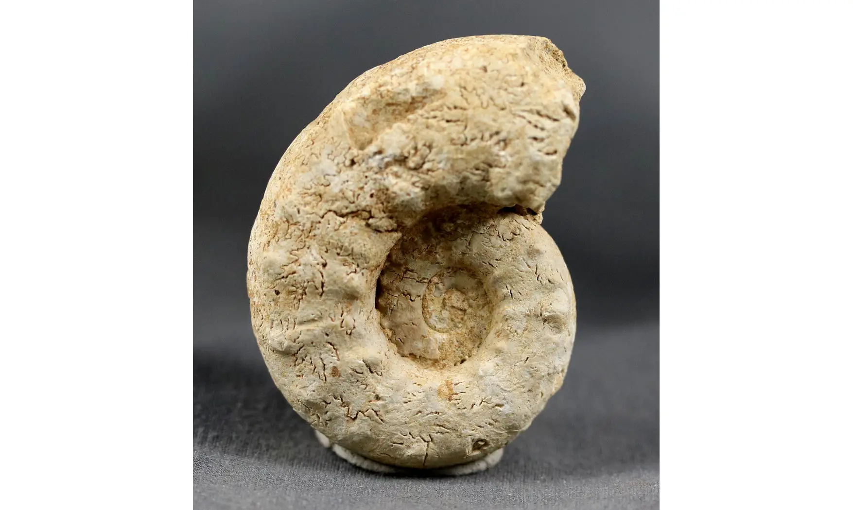 Euaspidoceras costatum