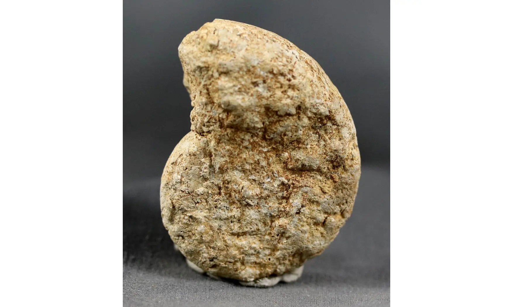 Euaspidoceras costatum